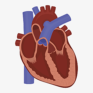 Los corazones y los buques de sangre