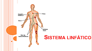El sistema linfático