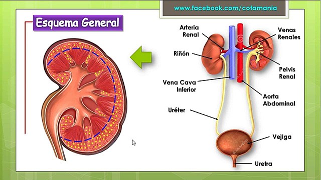 El sistema excretorio