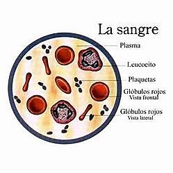 Sistema circulatorio: La sangre