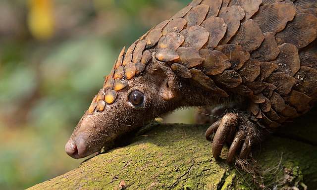 Pangolin may be the cause of Covid-19