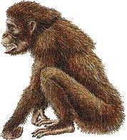 Aparicion de los primates