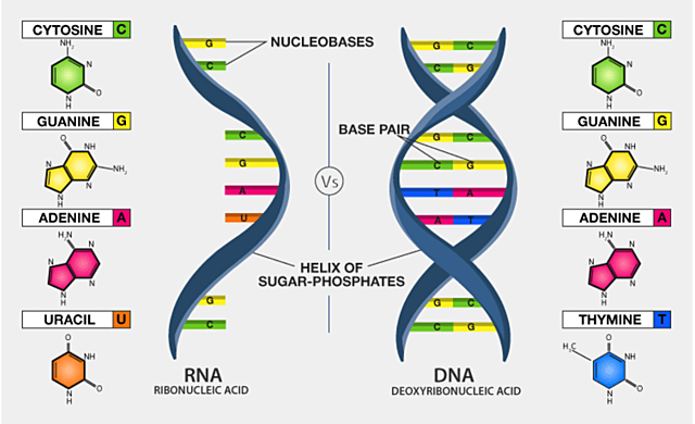 Ubicación de ADN y ARN