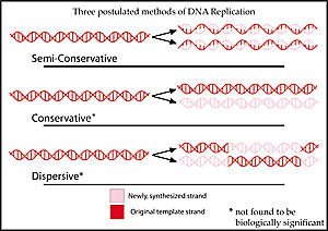 Replicación del ADN