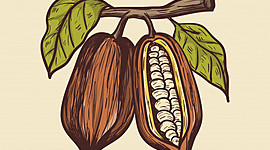 Timeline: Evolución del cacao