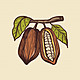 Ilustracion dibujo mano cacao 9845 225