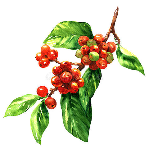 El café desplaza al cacao