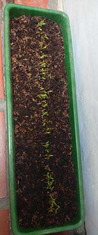 SEGUNDA SEMANA DE MAYO