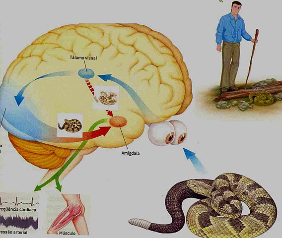 O sistema nervoso e a homeostase