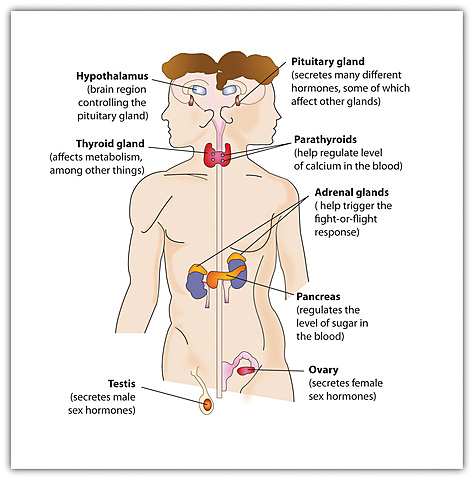 Nervous and endocrine systems