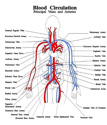 Circulatory system-the blood