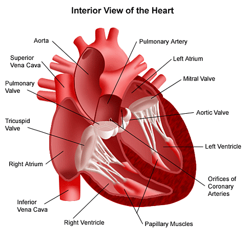 The heart and blood vessels