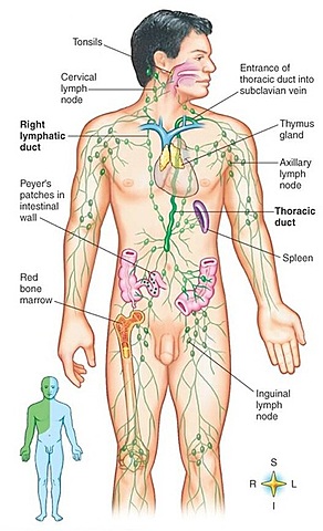 The Lymphatic System