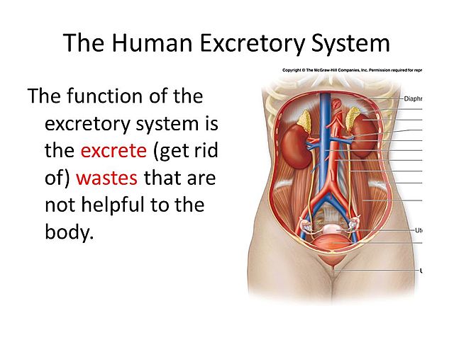 The excretory system