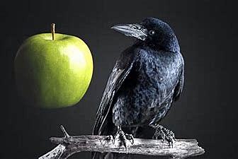 The Raven Paradox