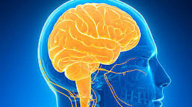 Timeline: Historia de la neurociencia