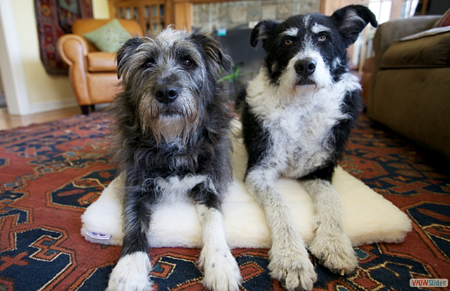 სასწავლო პროექტი " ქართველი შინდლერები"