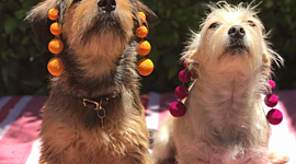 Timeline: ფჰდვბჯდფვ