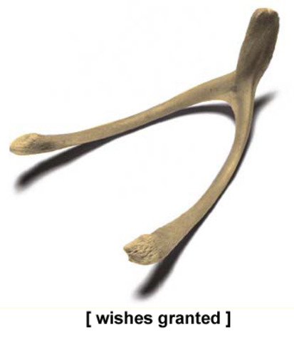 "Wishbone"  Pages 61-65