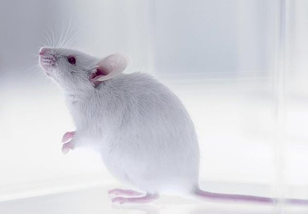 Primer animal transgénico