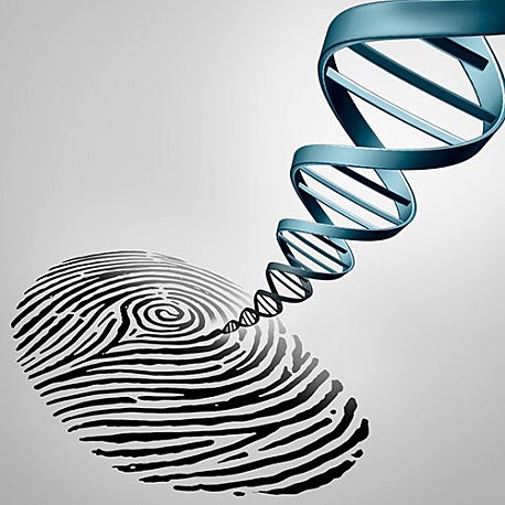 ADN fingerprinting