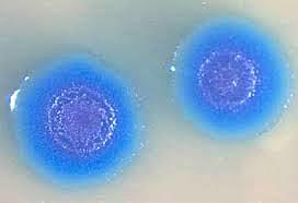 Craig Venter y su equipo