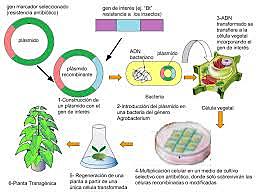 Primeras plantas transgénicas