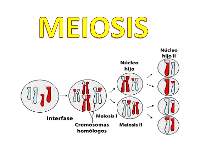 Descubrimiento de la meiosis e individualidad de los cromosomas
