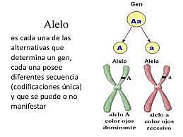 "Alelo" término introducido por Johannsenlos
