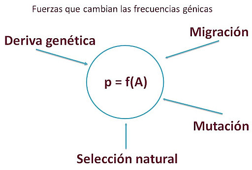 Formulación de la ley de Hardy-Weinberg