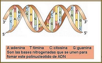 Publicación de la secuencia del ADN