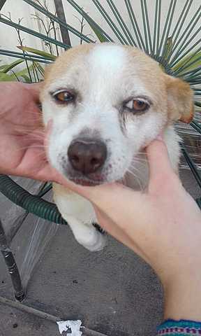 I had my fist pet in 2010