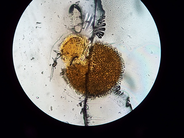 Darwin postula la existencia de partículas hereditarias: gémulas