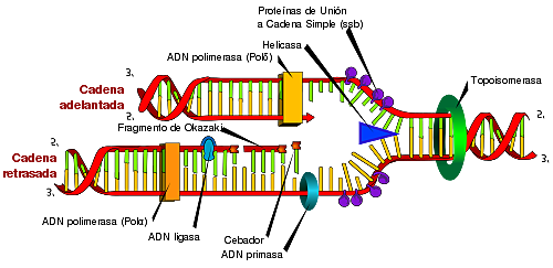 Duplicación del ADN