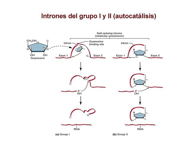 Descubrimiento de la autocatálisis del ARN