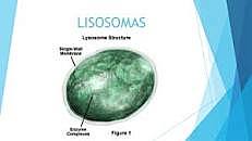 Se descubren los Lisosomas.