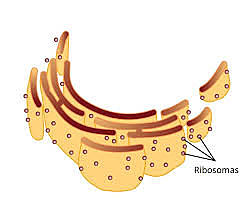 Descubrimiento de los Ribosomas.