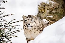 Project Snow Leopard