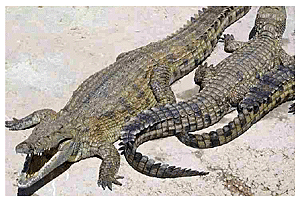 Crocodile Conservation Project