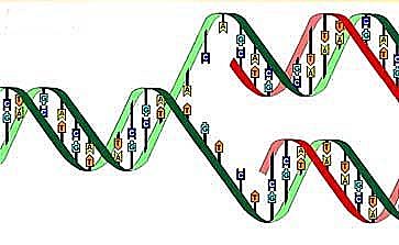 Primera secuencia del ADN