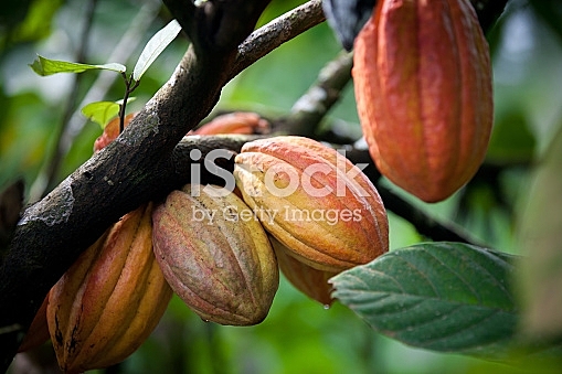 Florecimiento del comercio marítimo.