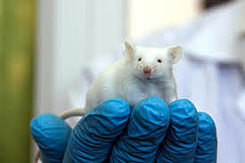 Richard Palmiter y Martin Evans