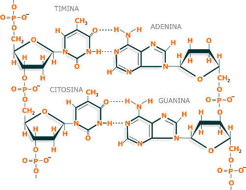 ESTRUCTURA DE LOS ÁCIDOS NUCLEICOS