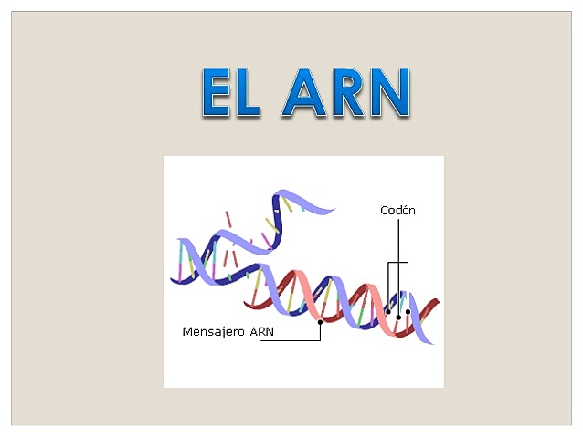 DESCUBRIMIENTO DEL ARN