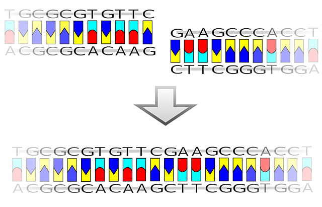 SE CREA EL PRIMER ADN RECOMBINANTE