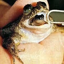 SE CREA EL PRIMER ANIMAL CLONADO