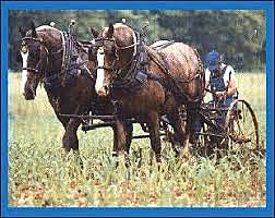 DOMESTICAÇÃO DOS ANIMAIS