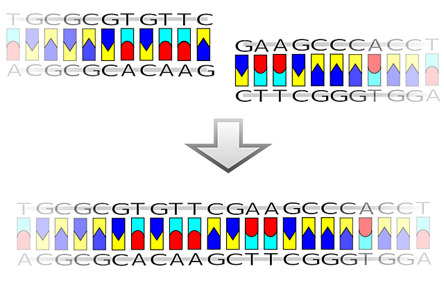 Primer organismo con recombinacion en su ADN