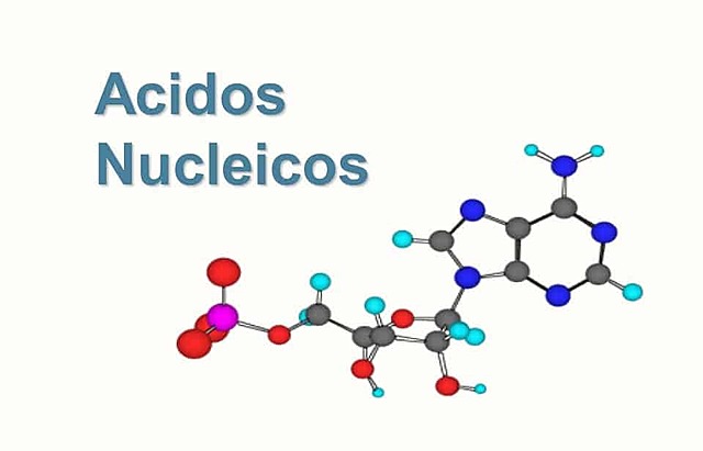 Estructura de los ácidos nucléicos por Kossel