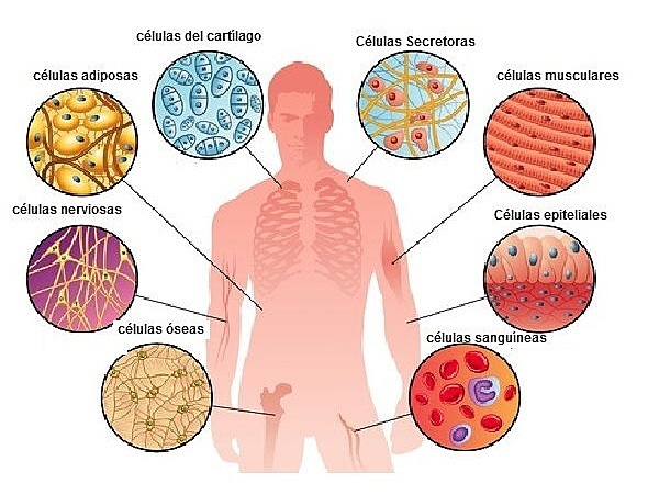 Células del cuerpo.